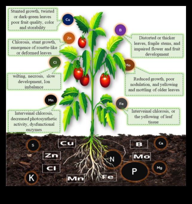 Nutrient Catalysts: The Powerhouses of Nutrition Biochemistry