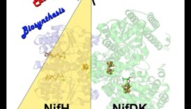 Nutrient Catalysts: The Powerhouses of Nutrition Biochemistry