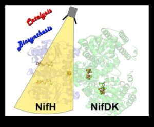 Nutrient Catalysts: The Powerhouses of Nutrition Biochemistry
