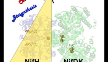 Nutrient Catalysts: The Powerhouses of Nutrition Biochemistry