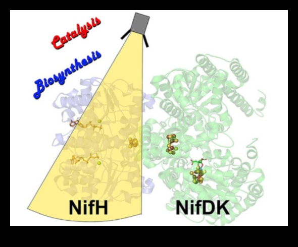 Nutrient Catalysts: The Powerhouses of Nutrition Biochemistry